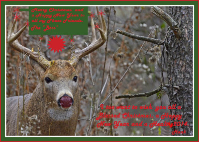 20131113 - 2 040 White-tailed Deer 2013 Xmas 1r1.jpg