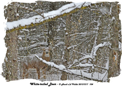 20131217 104 SERIES - White-tailed Deer.jpg