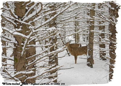 20130228 075 SERIES -  White-tailed Deer.jpg