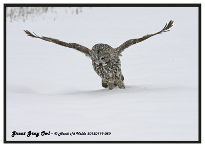 20130119 050 Great Gray Owl.jpg