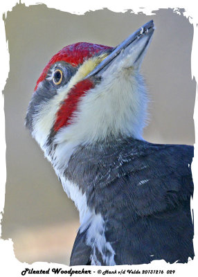 20131216 029 Pileated Woodpecker.jpg
