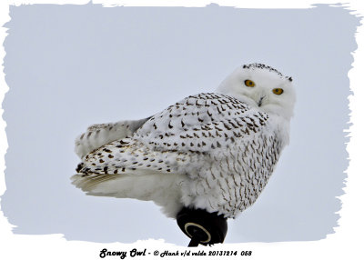 20131214 058 Snowy Owl 1r1r1.jpg