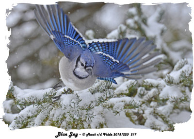 20131220 217 Blue Jay.jpg