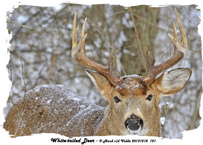 20131218 121 White-tailed Deer.jpg