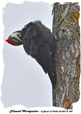 20140114 005 Pileated Woodpecker 1r1.jpg