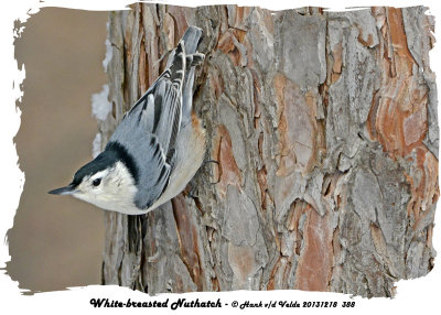 20131218 388 White-breasted Nuthatch.jpg