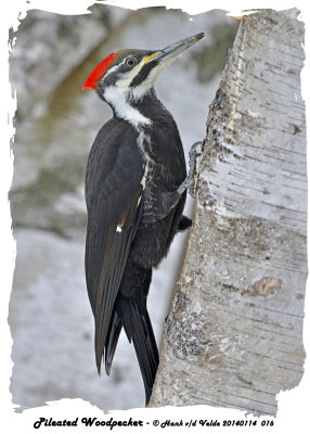 20140114 016 Pileated Woodpecker.jpg