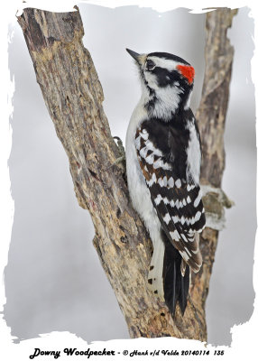 20140114 135 Downy Woodpecker.jpg