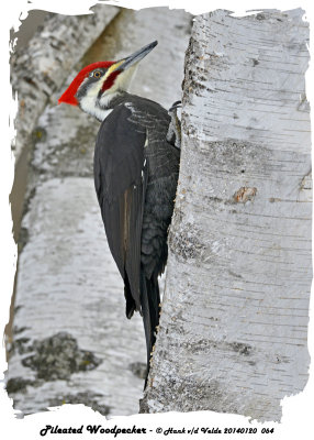 20140120 064 Pileated Woodpecker2.jpg