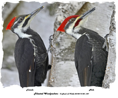 20140114 021 047 Pileated Woodpeckers 1c1 xxx.jpg