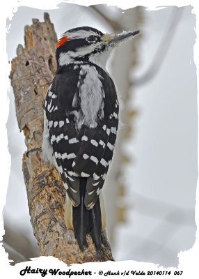 20140114 067 Hairy Woodpecker.jpg