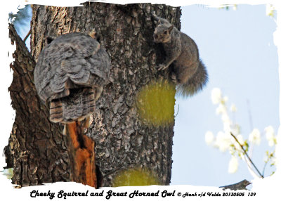 20130505 139 SERIES - Cheeky Squirrel and Great Horned Owl.jpg