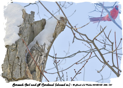 20140130 388 Screech Owl and N Cardinal.jpg