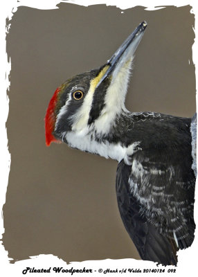 20140124 092 Pileated Woodpecker.jpg
