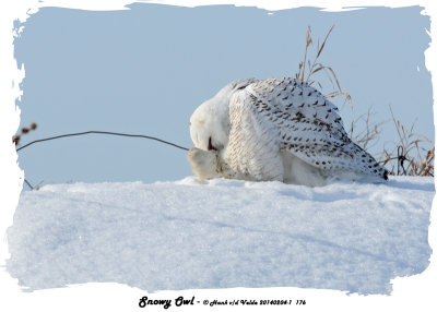 20140204 - 1 176 Snowy Owl.jpg