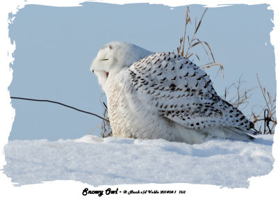 20140204 - 1 168 SERIES -  Snowy Owl 1c2.jpg