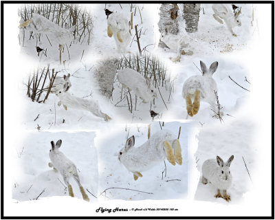 20140205 150 etc Snowshoe Hares 1r2.jpg