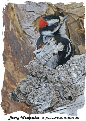 20140129 054 Downy Woodpecker.jpg