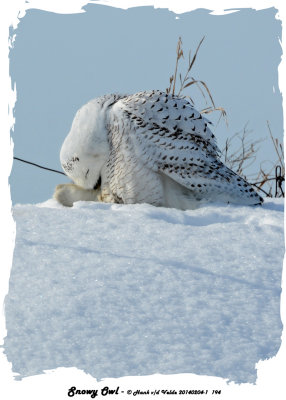 20140204 - 1 194 Snowy Owl.jpg