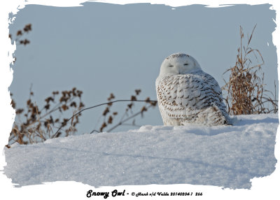 20140204 - 1 266 SERIES Snowy Owl.jpg