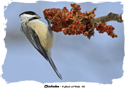 20140201 122 SERIE - Chickadee.jpg