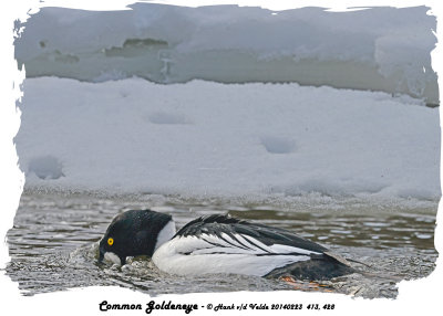 20140223 413 428 Common Goldeneye.jpg