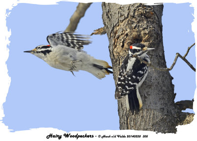 20140228 305 Hairy Woodpeckers3.jpg