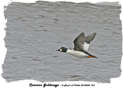 20140222 067 Common Goldeneye.jpg