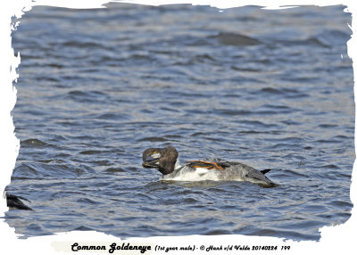 20140224 199 Common Goldeneye 1st year male.jpg