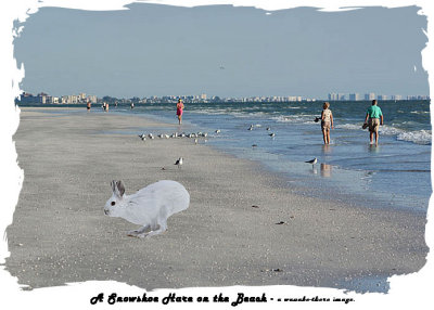 A Snowshoe Hare on the Beach.jpg