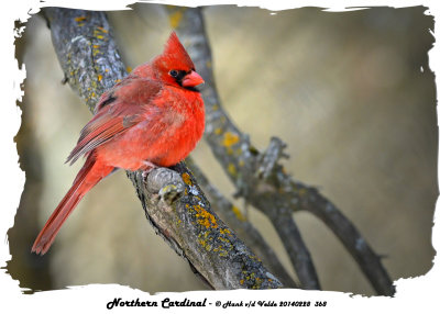 20140228 368 Northern Cardinal.jpg