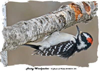 20140312 076 Hairy Woodpecker.jpg