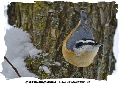 20131227 178 Red-breasted Nuthatch.jpg