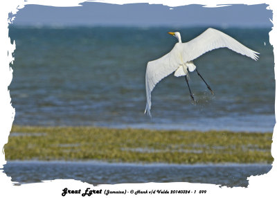 20140324 - 1 599 Great Egret (Jamaica).jpg