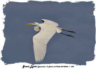 20140324 - 1 602 Greaqt Egret2.jpg