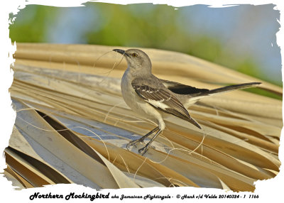 20140324 - 1 1166 Northern Mockingbird aka Jamaican Nightingale.jpg