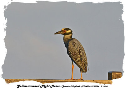 20140324 - 1 1466 Yellow-crowned Night Heron Jamaica.jpg
