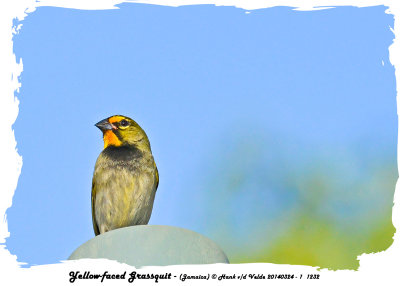 20140324 - 1 1232 Yellow-faced Grassquit (Jamaica).jpg
