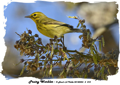 20140324 - 2 818 Prairie Warbler.jpg