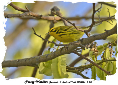 20140324 - 2 949 Prairie Warbler.jpg