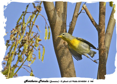 20140324 - 2 945 Northern Parula Jamaica.jpg