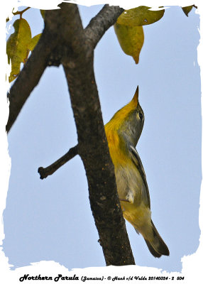 20140324 - 2 504 Northern Parula, Jamaica.jpg