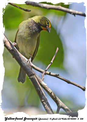 20140324 - 2 338 Yellow-faced Grassquit, Jamaica.jpg