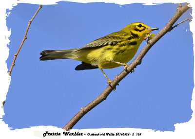 20140324 - 2 135 SERIES - Prairie Warbler.jpg