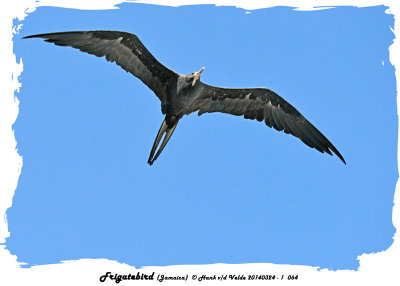 20140324 - 1 064 Frigatebird (Jamaica).jpg