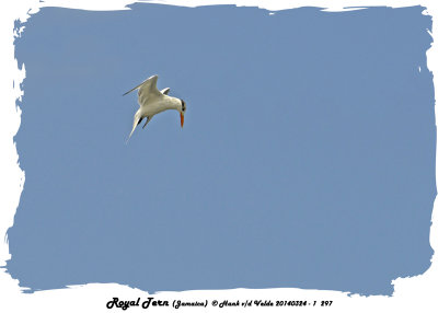 20140324 - 1 297 Royal Tern (Jamaica).jpg