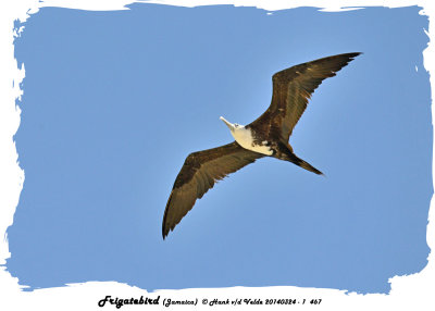 20140324 - 1 467 Frigatebird (Jamaica).jpg