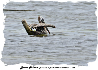 20140324 - 1 362 Brown Pelican (Jamaica).jpg