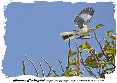 20140324 - 1 533 Northern Mockingbird, aka Jamaican Nightingale.jpg