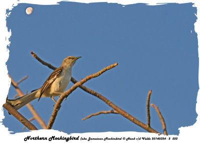 20140324 - 2 522 Northern Mockingbird (aka Jamaican Mockinbird).jpg
